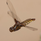 Libellula depressa